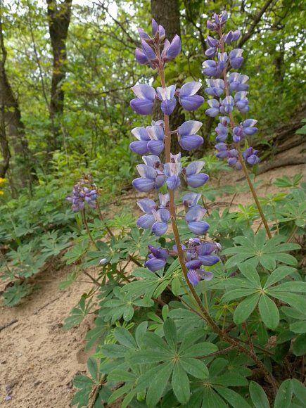 Lupin Flower for Green Logo - Wild Lupine (Lupinus perennis)