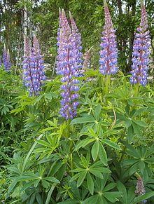 Lupin Flower for Green Logo - Lupinus polyphyllus