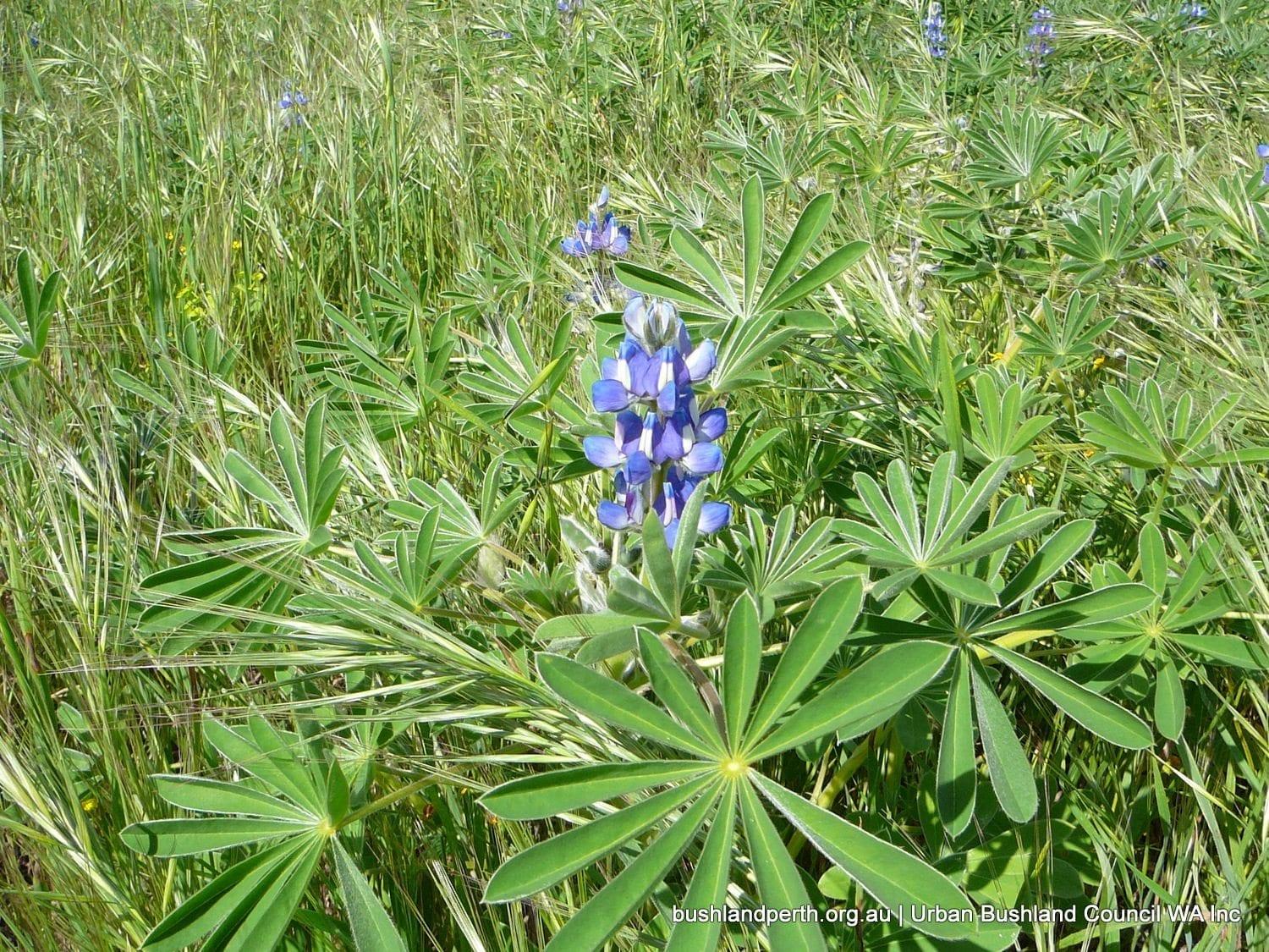 Lupin Flower for Green Logo - Blue Lupin - Urban Bushland Council WA