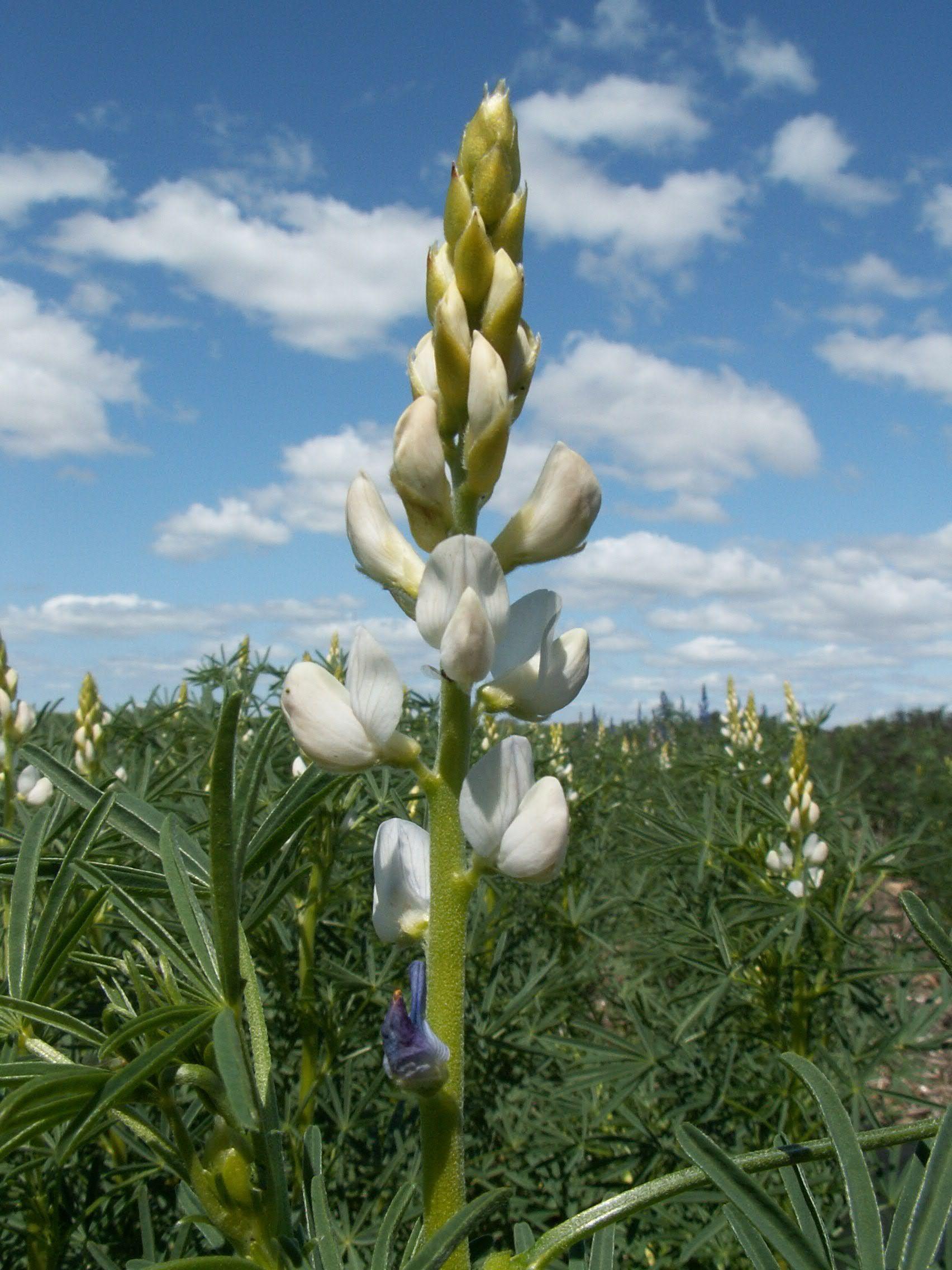 Lupin Flower for Green Logo - Early history of lupins in Western Australia. Agriculture and Food