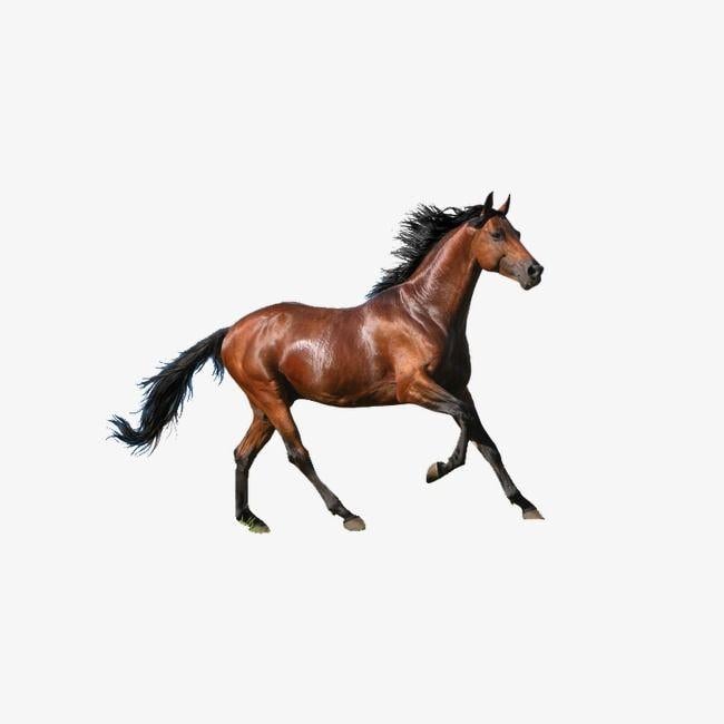 Galloping Horse Logo - Running Horse, Horse Clipart, Steed, Run PNG Image and Clipart
