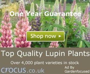 Lupin Flower for Green Logo - Expert advice on growing Lupins in the UK