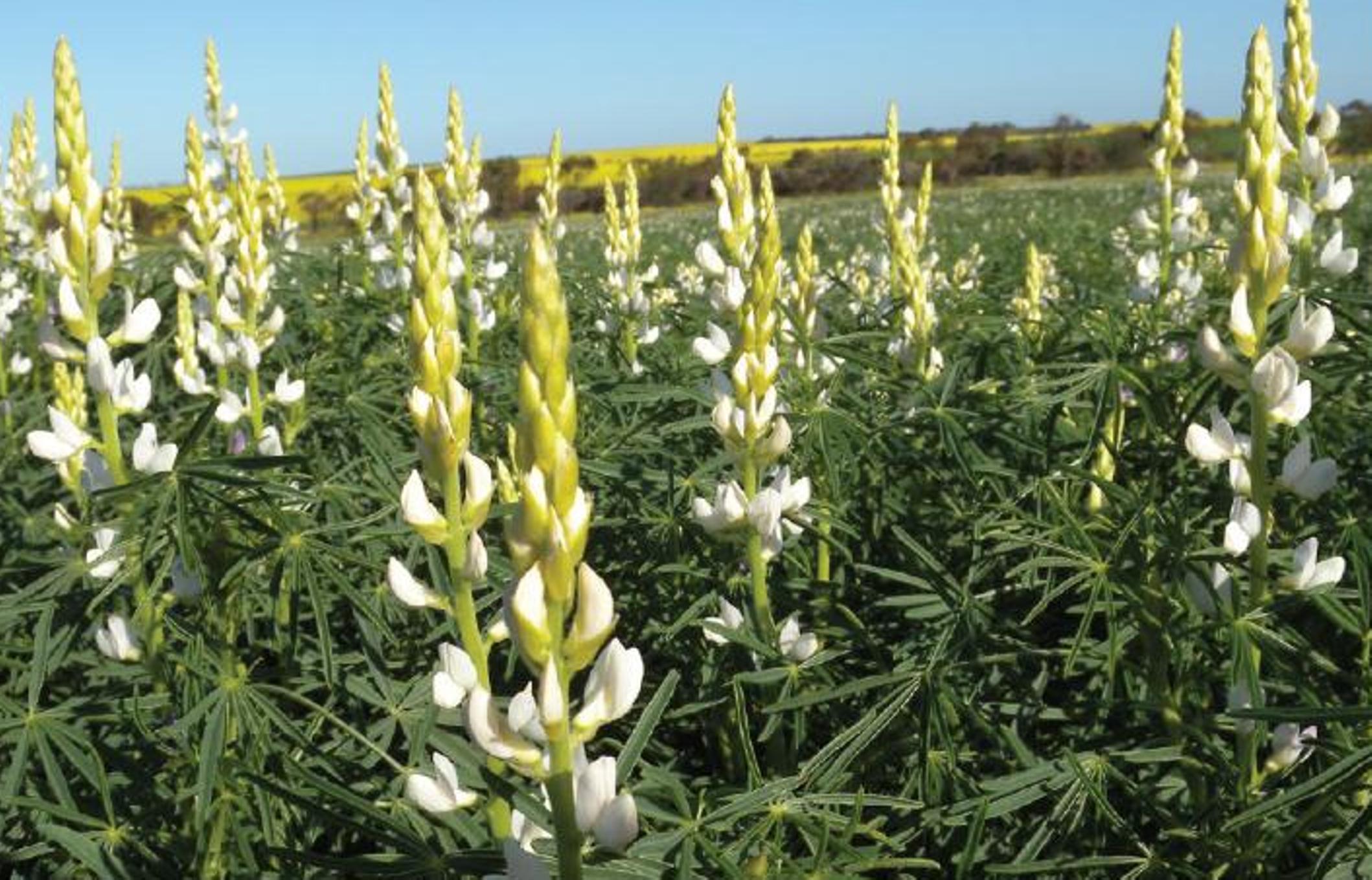 Lupin Flower for Green Logo - Lupin - Barmac Pty Ltd