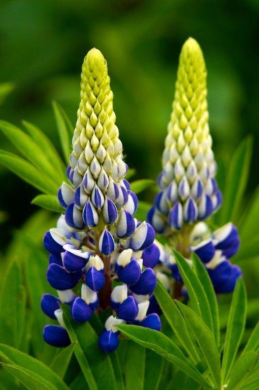 Lupin Flower for Green Logo - Lupine - What a color combo! photo by Gail O'Keefe. Blooms we LOVE