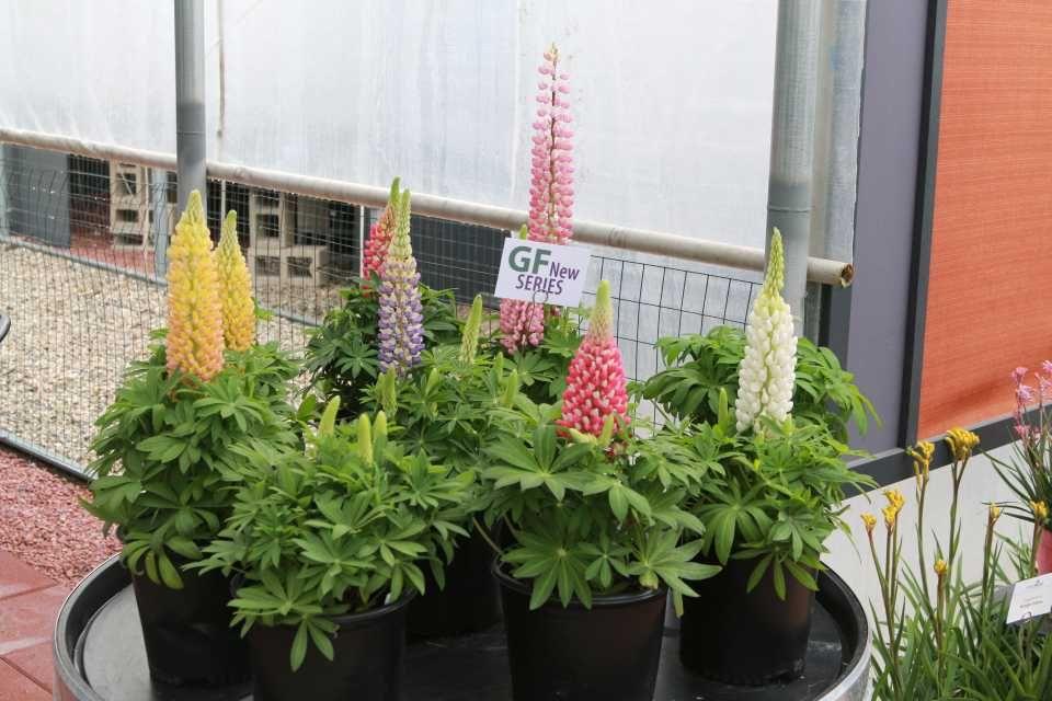 Lupin Flower for Green Logo - Green Fuse Botanicals' Staircase Lupine Wows At California Spring ...