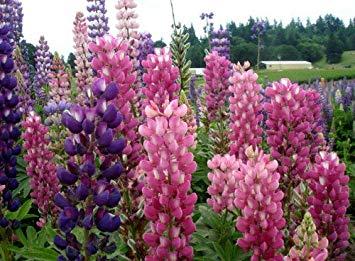 Lupin Flower for Green Logo - Heirloom 100 SEEDS Lupin Lupinus Lupine Bluebonnet Texas Bluebonnet ...