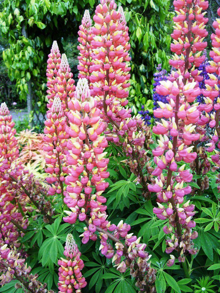 Lupin Flower for Green Logo - Kelli's Northern Ireland Garden: Bendy Lupin Flowers