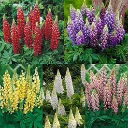 Lupin Flower for Green Logo - Lupin Gallery Collection. J Parker Dutch Bulbs