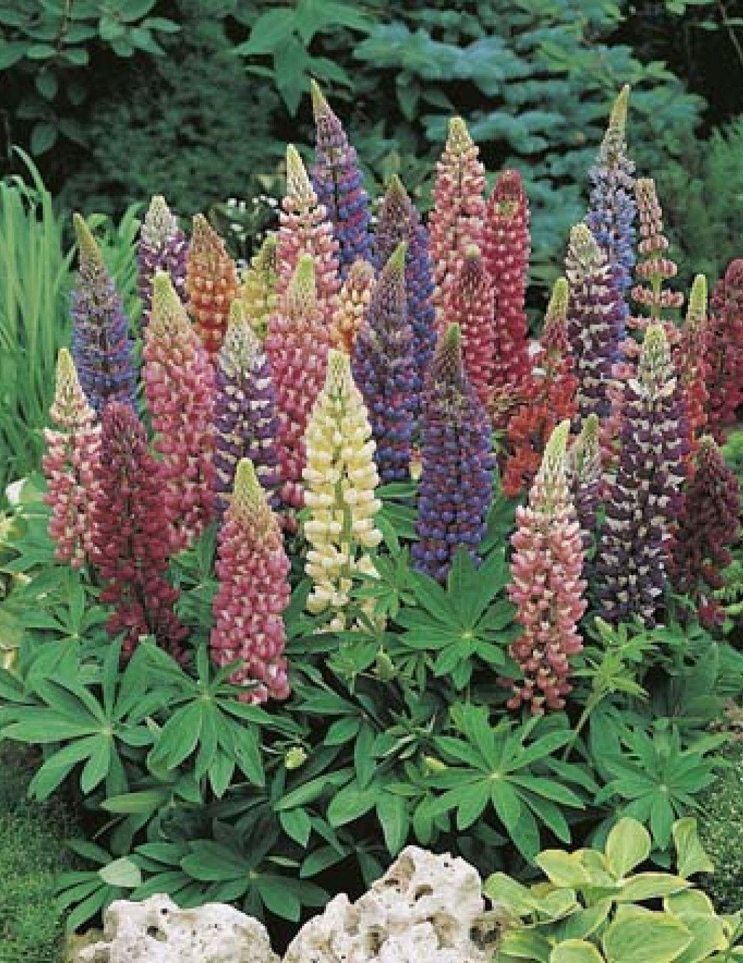 Lupin Flower for Green Logo - Lupin Gallery Mix AVAILABLE TO TAS