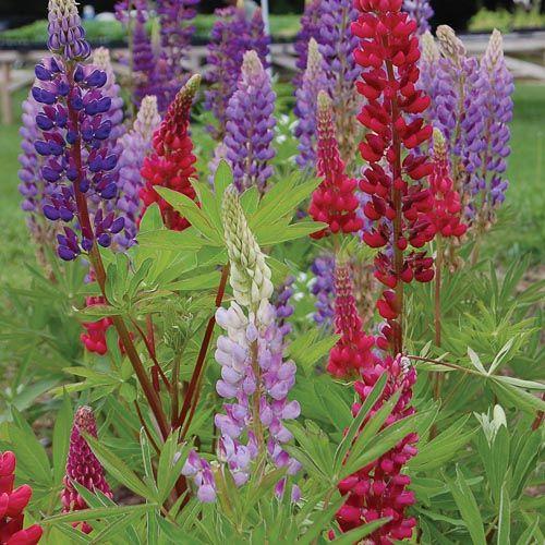 Lupin Flower for Green Logo - Tall Russell Lupine