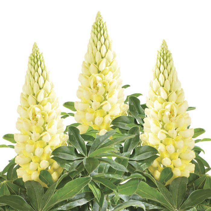 Lupin Flower for Green Logo - Lupini Yellow Lupins