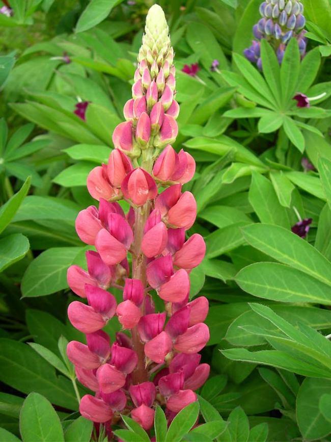 Lupin Flower for Green Logo - Lupine Gallery Pink (Lupinus)