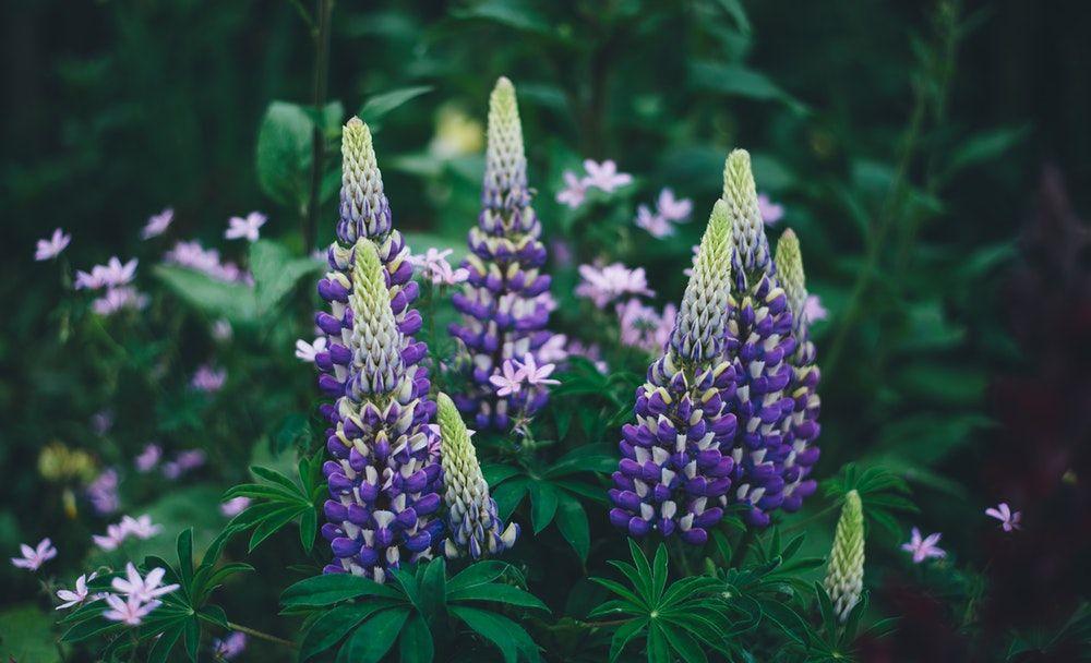 Lupin Flower for Green Logo - Violet lupine flowers photo by Annie Spratt (@anniespratt) on Unsplash