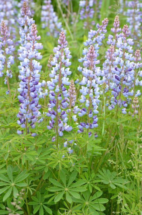 Lupin Flower for Green Logo - Lupinus perennis Wild Lupine. Prairie Moon Nursery