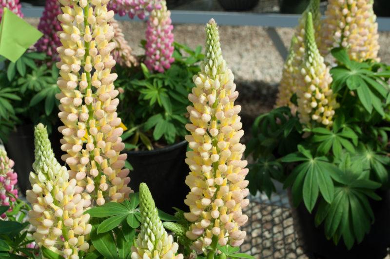 Lupin Flower for Green Logo - Culture Report: Lupine Staircase Series - Greenhouse Product News