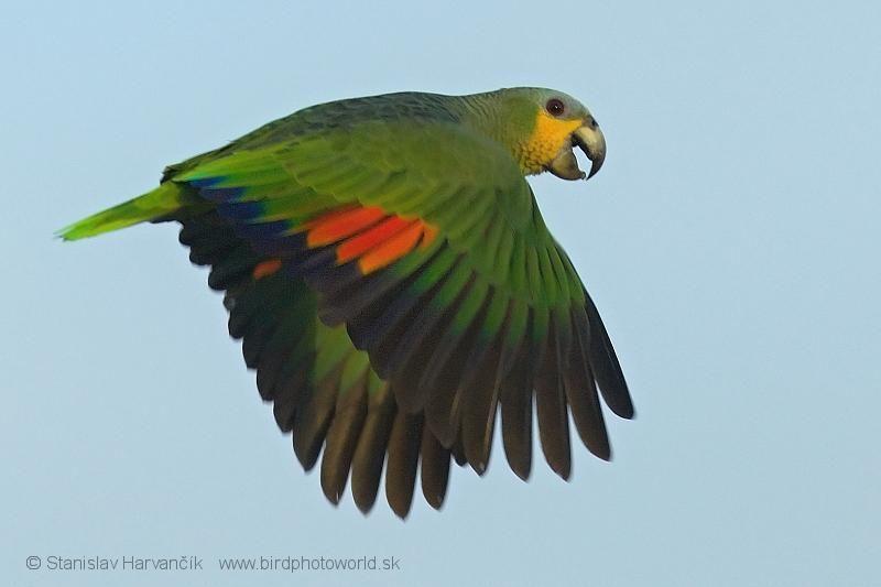 Orange Flying Bird Logo - Orange-winged Amazon (Amazona amazonica) flying bird | the Internet ...