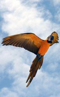 Orange Flying Bird Logo - Macaw orange flying parrot. Photo Magazine. Parrot, Birds, Budgies
