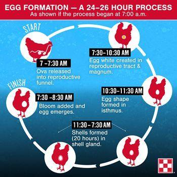 Egg White and Red Logo - Farm Fresh Eggs from your Backyard Flock | Purina Animal Nutrition