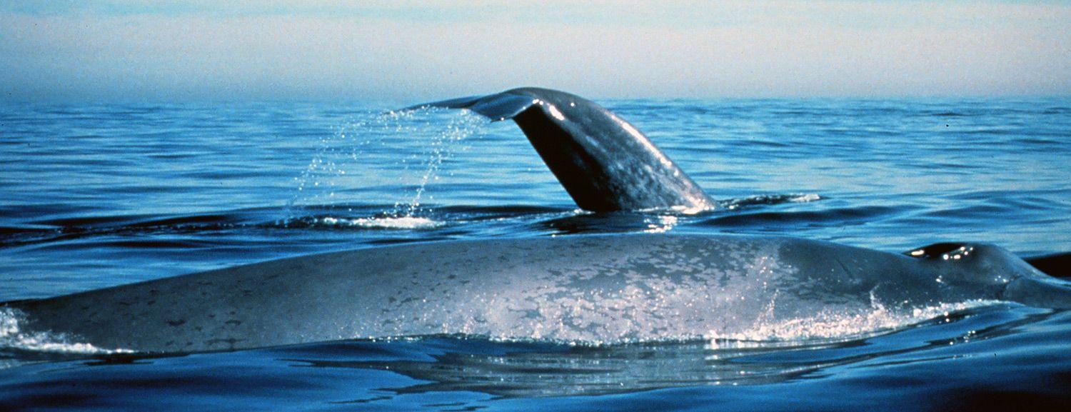 Green and Blue Whale Logo - Blue Whale Facts and Pictures - Balaenoptera musculus