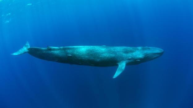 Green and Blue Whale Logo - BBC longest animal alive may be one you never thought of