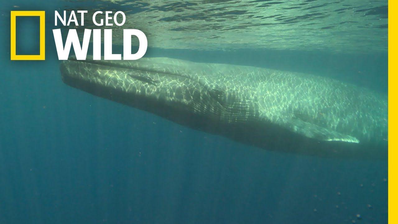 Green and Blue Whale Logo - Blue Whales 101 | Nat Geo Wild - YouTube