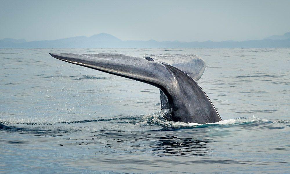 Green and Blue Whale Logo - Blue Whale Australia