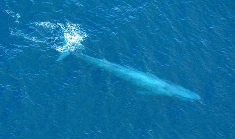Green and Blue Whale Logo - We May Finally Know Why Blue Whales Are So Enormous