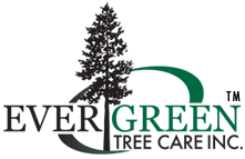 Evergreen Tree Logo - Home - Evergreen Tree Care Inc.