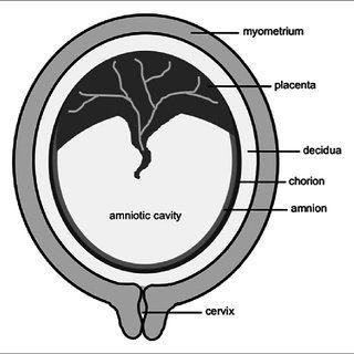 Chorion Logo - Schematic representation of foetal membranes (amnion and chorion ...