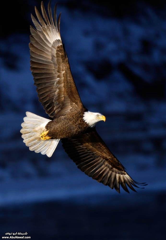 Flying Blue Eagle Logo - ♂ wildlife photography animal eagle fly blue sky #birds #eagle
