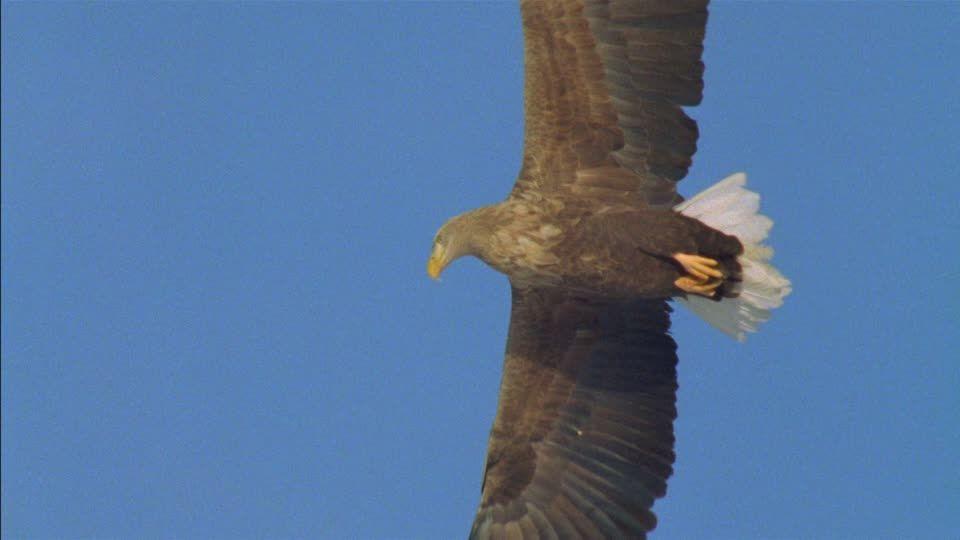 Flying Blue Eagle Logo - White-tailed Sea Eagle / Flying / Blue Sky / Japan | HD Stock Video ...