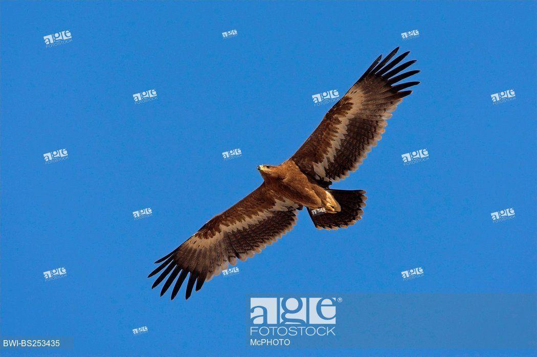Flying Blue Eagle Logo - Steppe eagle flying blue Stock Photos and Images | age fotostock