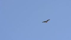 Flying Blue Eagle Logo - Eagle flying high against the blue sky Hi Res