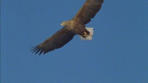 Flying Blue Eagle Logo - White-tailed Sea Eagle / Flying / Blue Sky / Japan | HD Stock Video ...