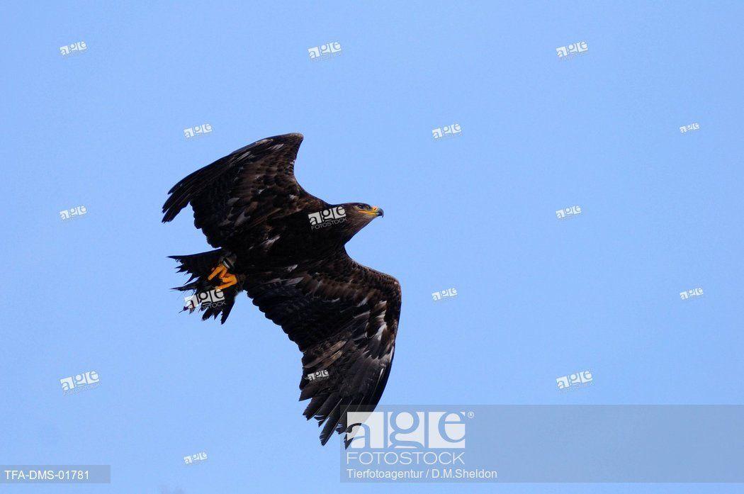 Flying Blue Eagle Logo - Steppe eagle flying blue Stock Photos and Images | age fotostock