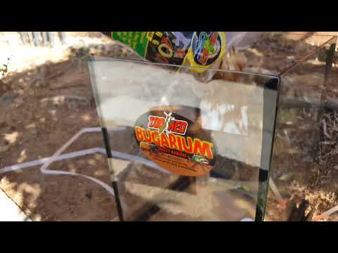 LLLReptile Logo - Complete Insect / Tarantula Zoo Med Bugarium Setup - LLLReptile ...