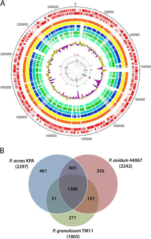 Two Red and Yellow P Logo - Genome comparison of three propionibacteria. A) All CDS of P. avidum ...