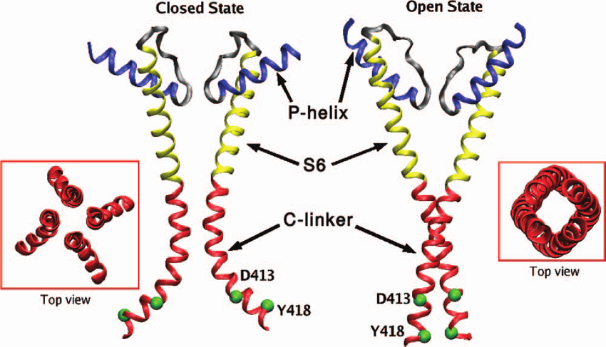 Two Red and Yellow P Logo - Structural models of the P-helix 