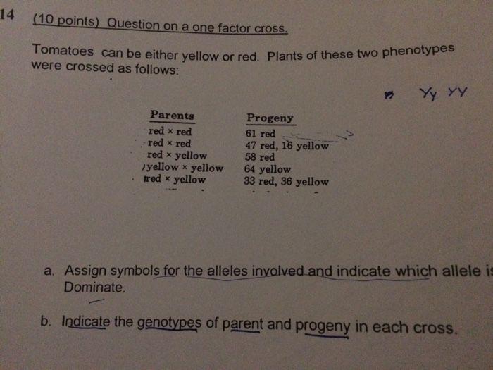 Two Red and Yellow P Logo - Solved: Tomatoes Can Be Either Yellow Or Red. Plants Of Th