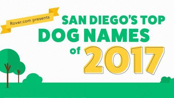 Rover.com Logo - Chicago's Top Dog Names of 2017. The Dog People by Rover.com