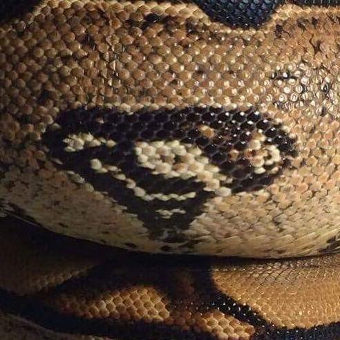 Brown Superman Logo - My friend's snake has the Superman logo naturally emblazoned on its ...