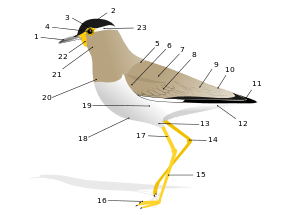 Ina Blue Bird Yellow Circle Logo - Glossary of bird terms
