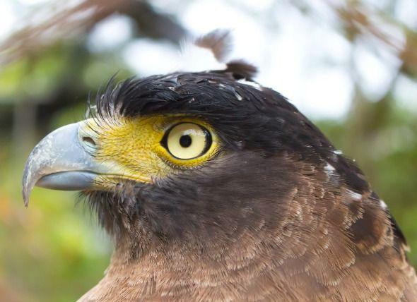 Ina Blue Bird Yellow Circle Logo - Common Eye Disorders in Birds | petMD