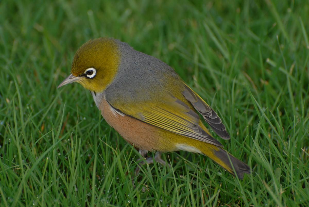 Ina Blue Bird Yellow Circle Logo - Silvereye | New Zealand Birds Online