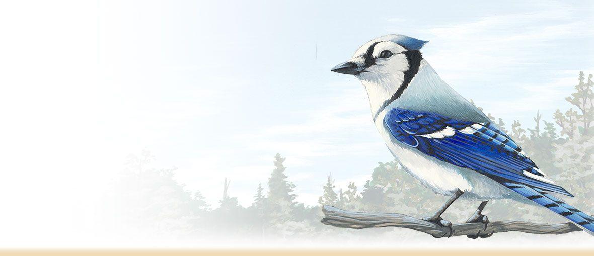 Ina Blue Bird Yellow Circle Logo - Blue Jay Information, Facts, Pictures & Bird Feeding Tips