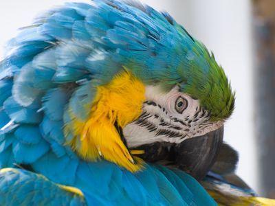 Ina Blue Bird Yellow Circle Logo - What Is Parrot Eye Pinning?