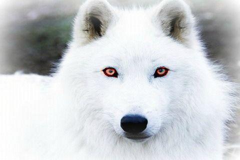 Red White Wolf Logo - Seeks Ghosts: The Legend of White Wolf