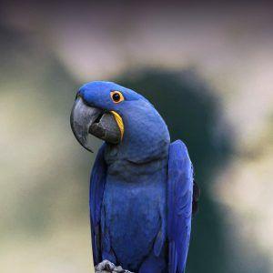 Blue Bird Find Yellow Circle Logo - Hyacinth Macaw Personality, Food & Care – Pet Birds by Lafeber Co.