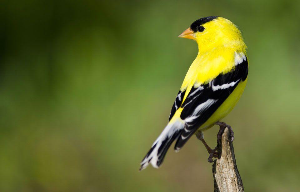 Flying Bird with Yellow Circle Logo - Hinterland Who's Who - Birds