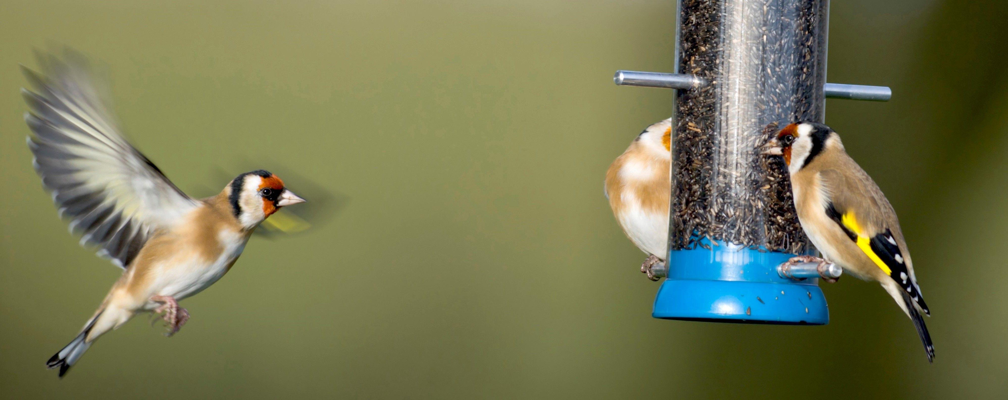 Blue Bird Find Yellow Circle Logo - Most Popular Birds to Look Out For | Big Garden Birdwatch - The RSPB